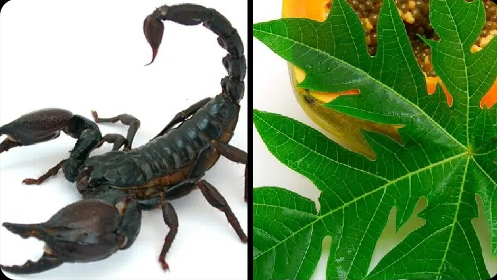 Get instant relief from pains of scorpion sting