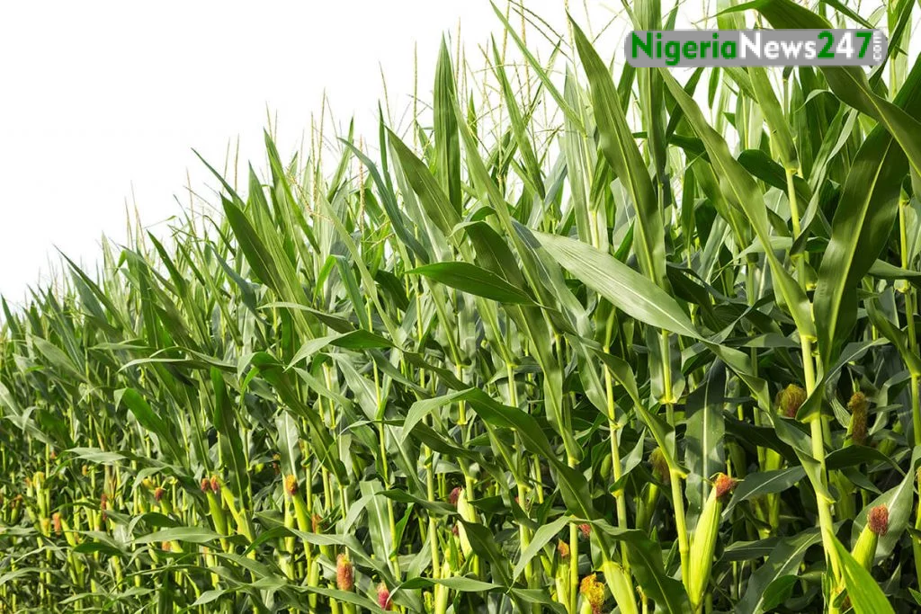 Maize farmers 1024x683 1