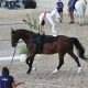 2025 EVUSA USEF Vaulting National Championship