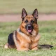 Best Guard Dogs