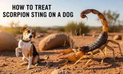 How to Treat Scorpion Sting on a Dog