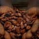 cocoa price